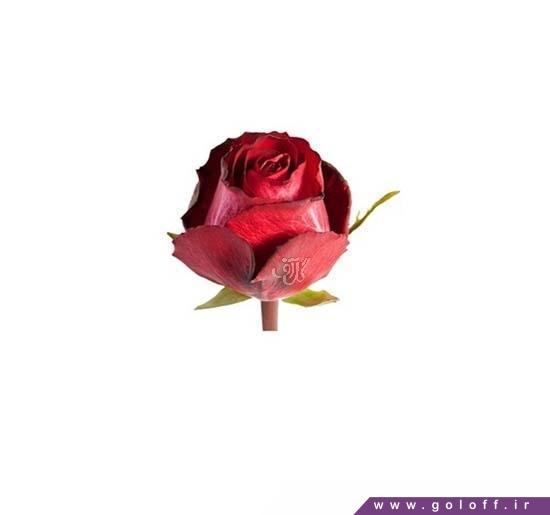 سفارش گل آنلاین - گل رز هلندی کوریدا - Rose | گل آف